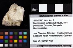 Foto (Objket + Etiketten) von Goniodromites complanatus (Reuss, 1858) 